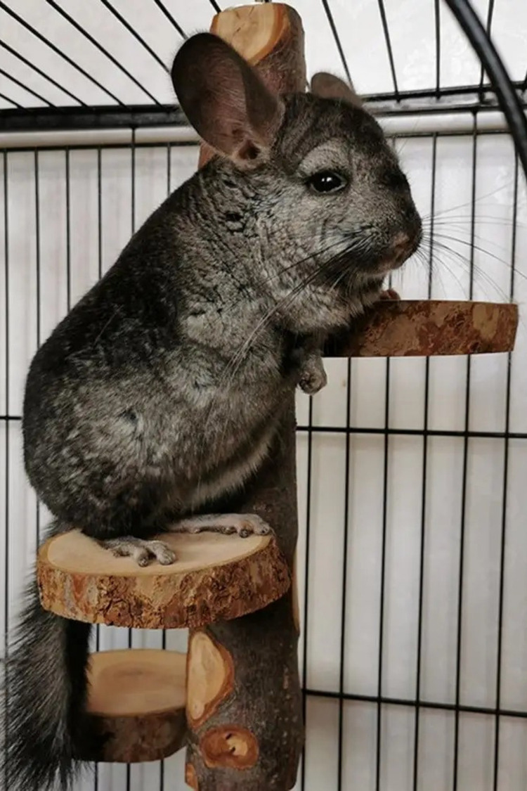 Çevre Dostu Chinchilla Standı ve Kuş Oyuncağı - Çok Amaçlı Bite Dayanıklı Levrek Standı