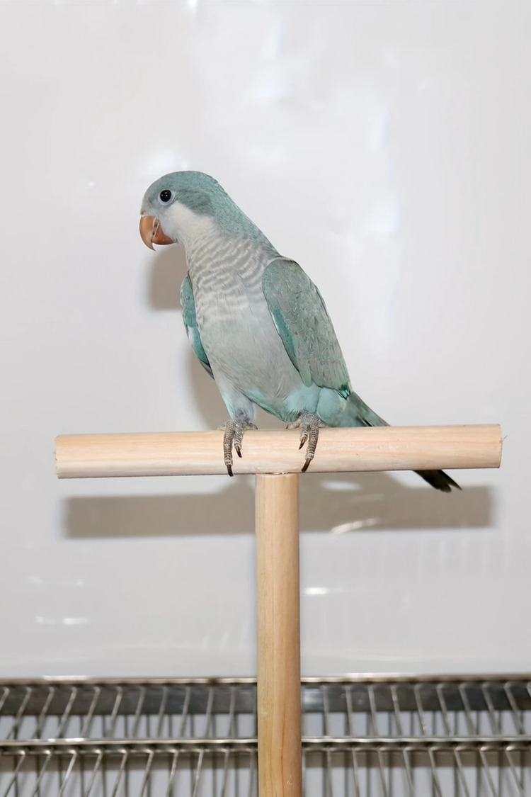 19.99cm T-Şekilli Ahşap Kuş Platformu - Küçük ve Orta Boy Papağanlar İçin