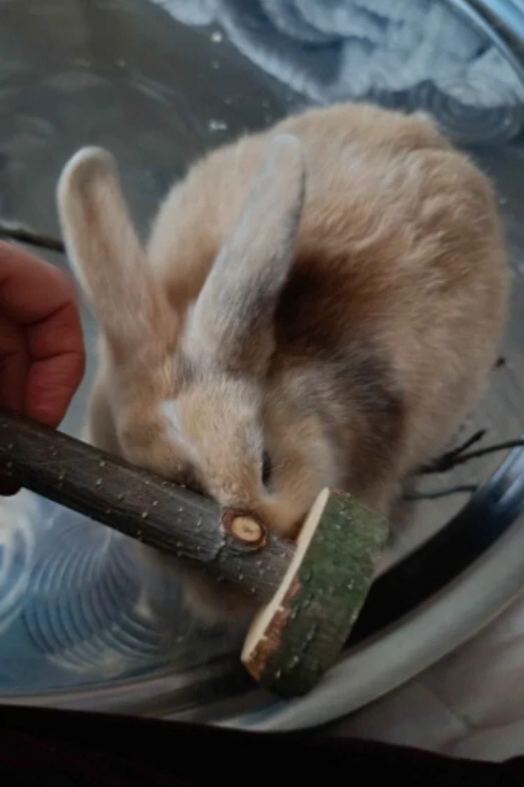 Doğal Kemirme Oyuncağı – Hamster, Tavşan ve Ginepig için Dayanıklı Yuvarlama Tasarım