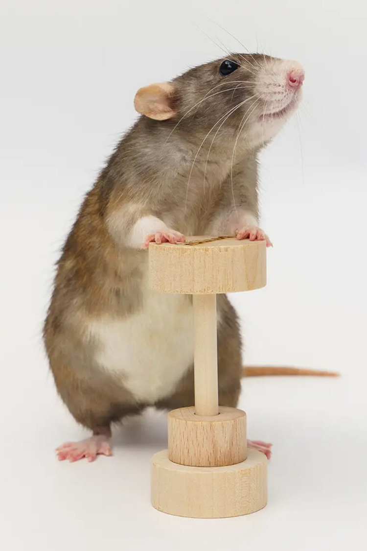 Hamster Dambıl Oyuncağı – 4×9 cm Doğal Ahşap, Kemirme ve Oyun İçin Dayanıklı