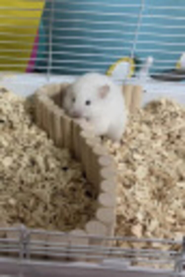 Hamster Uzun Ahşap Köprü, Cüce Hamster Bükülebilir Merdiven,