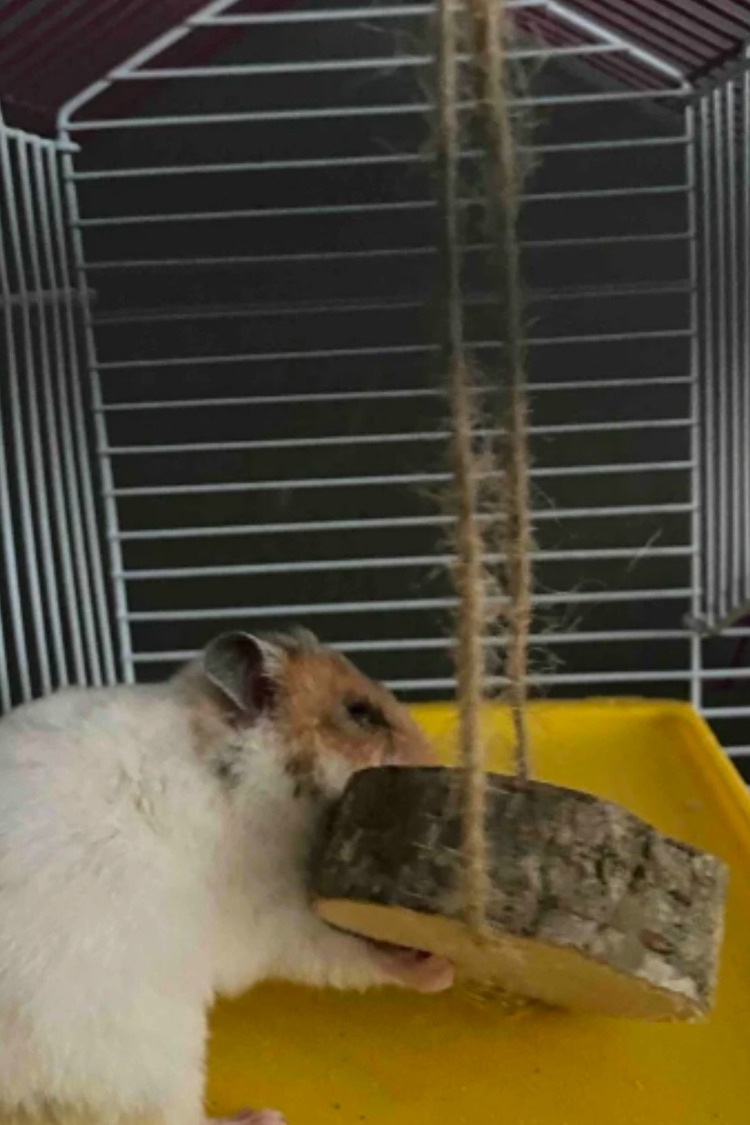 Doğal Ahşap Kemirme Oyuncağı – Hamster ve Tavşanlar için Sağlıklı ve Dayanıklı Oyuncak