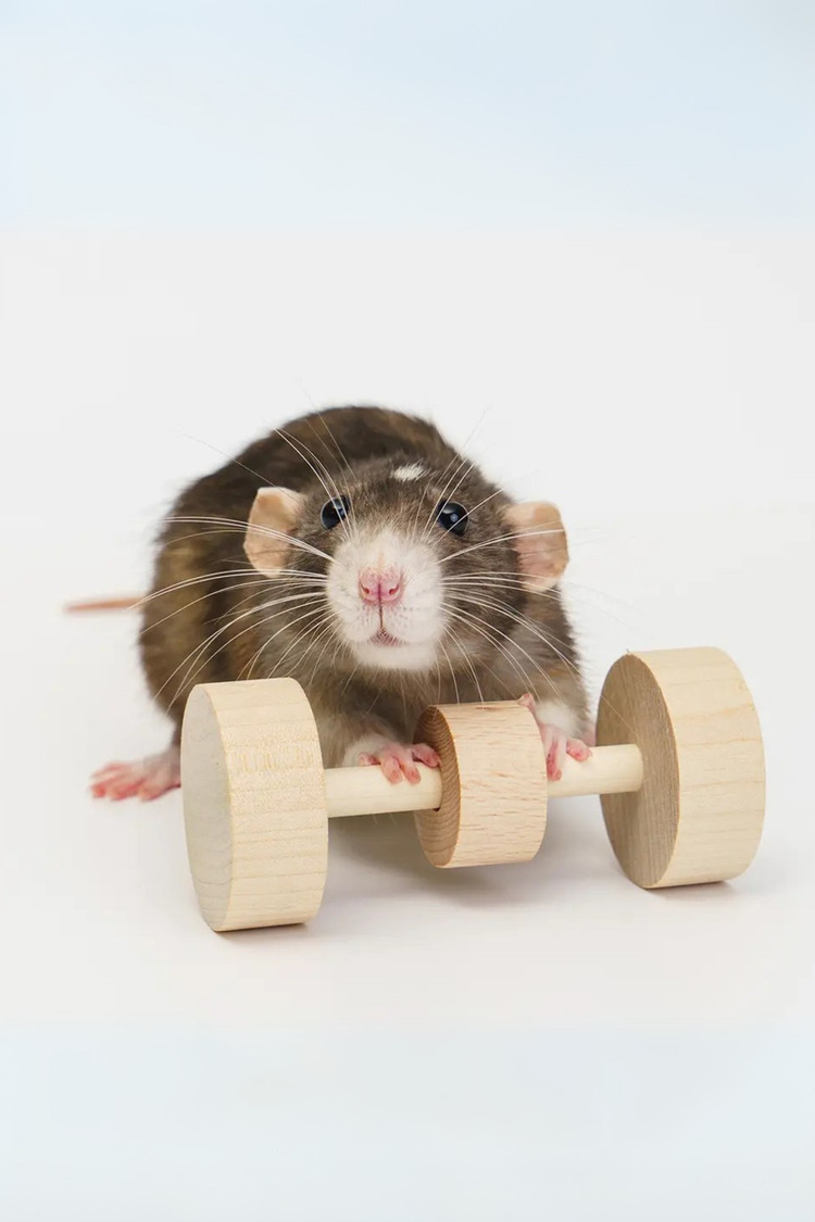 Hamster Dambıl Oyuncağı – 4×9 cm Doğal Ahşap, Kemirme ve Oyun İçin Dayanıklı