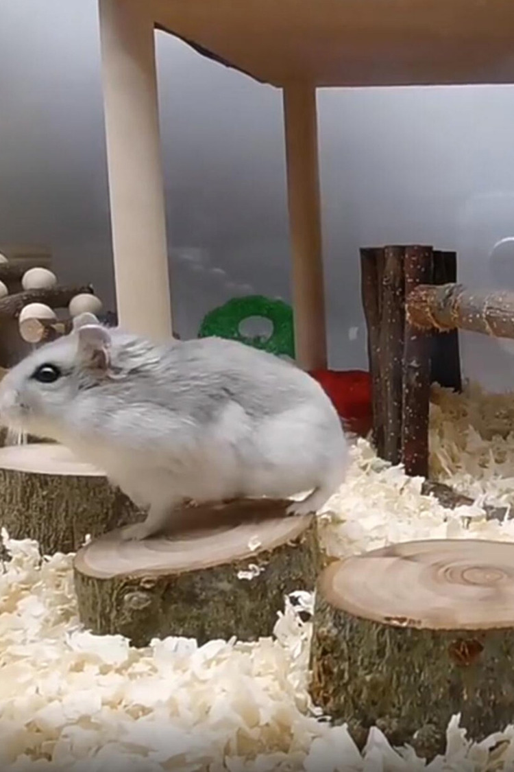 Doğal Ahşap Hamster Platformu – 3 Adet, 3 cm Yükseklik, 5 cm Çap, Dayanıklı ve Güvenli