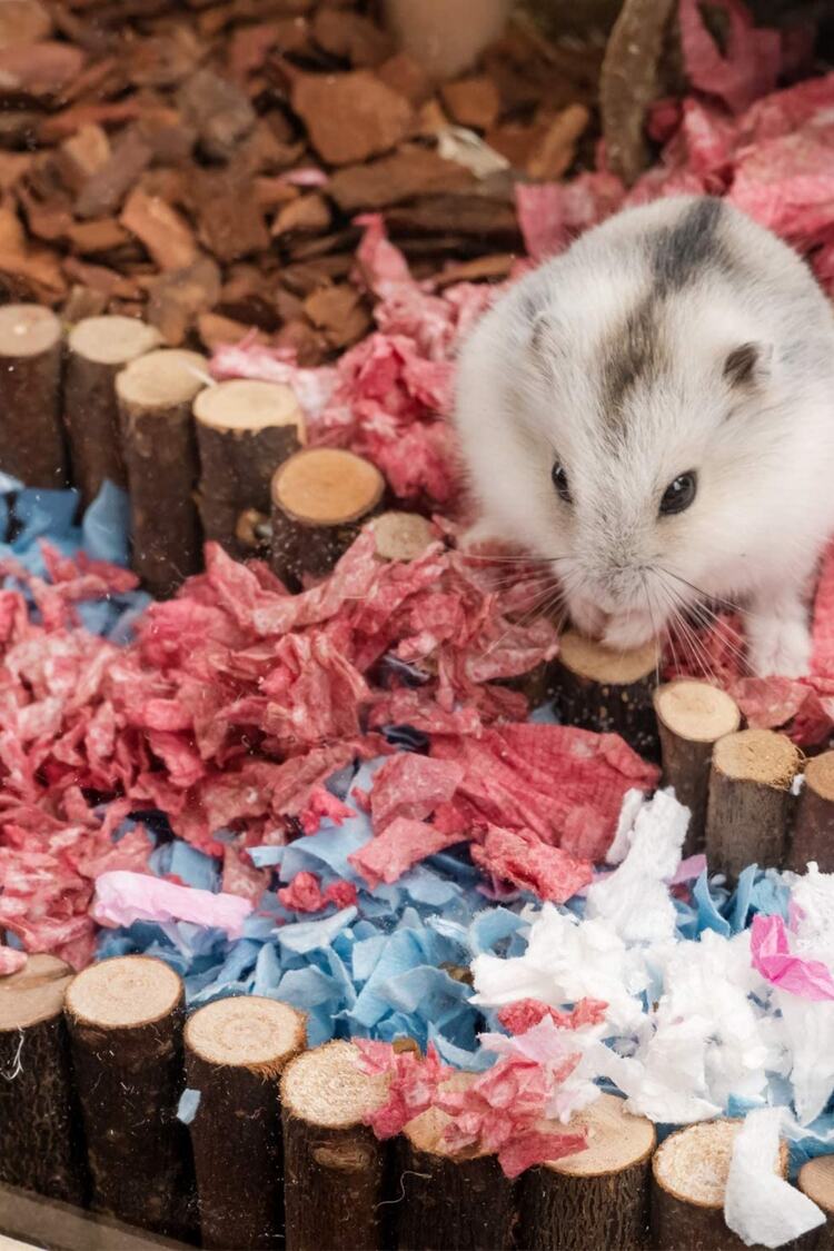 Hamster Asma Köprü, Fare Gerbiller Ve Diğer Küçük Hayvanlar Için Uzun Tırmanma Merdiveni
