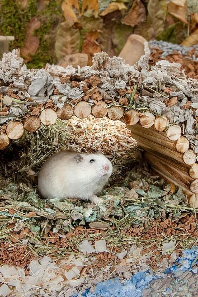 (30cm X 12cm) Hamster Gerbil Fare Sıçan Gine Domuzu Veya Diğer Küçük Hayvanlar Için Köprü Merdiveni
