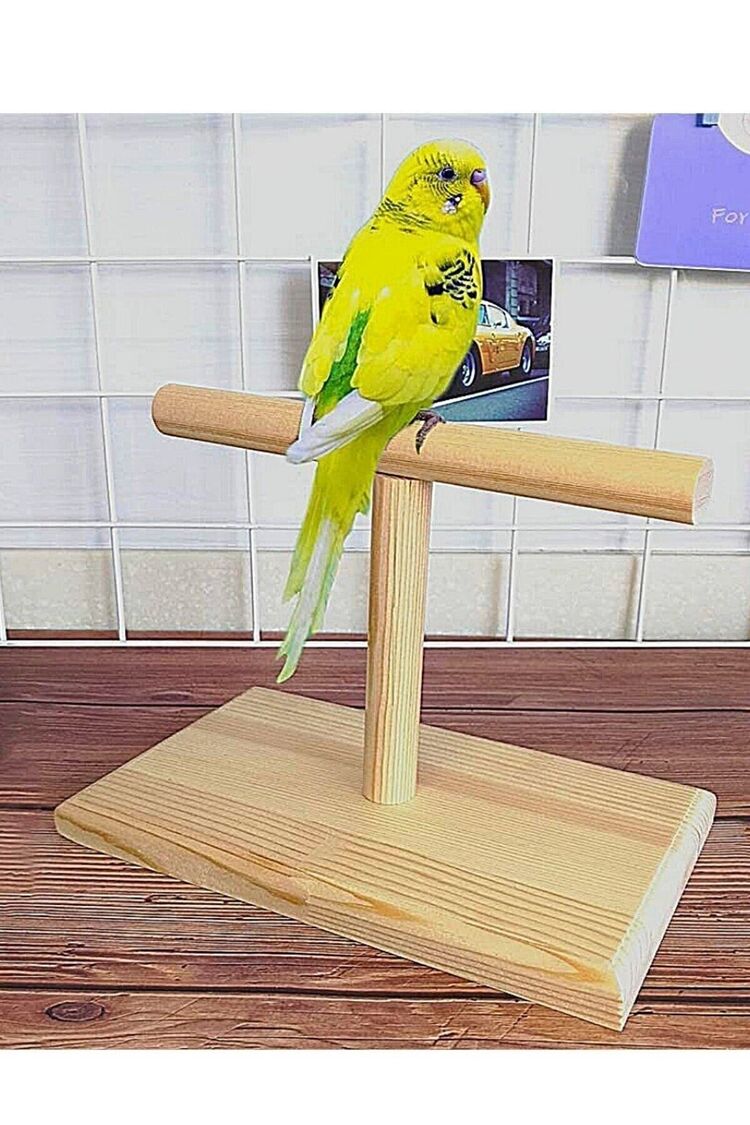 Ahşap Kuş Eğitim Standı