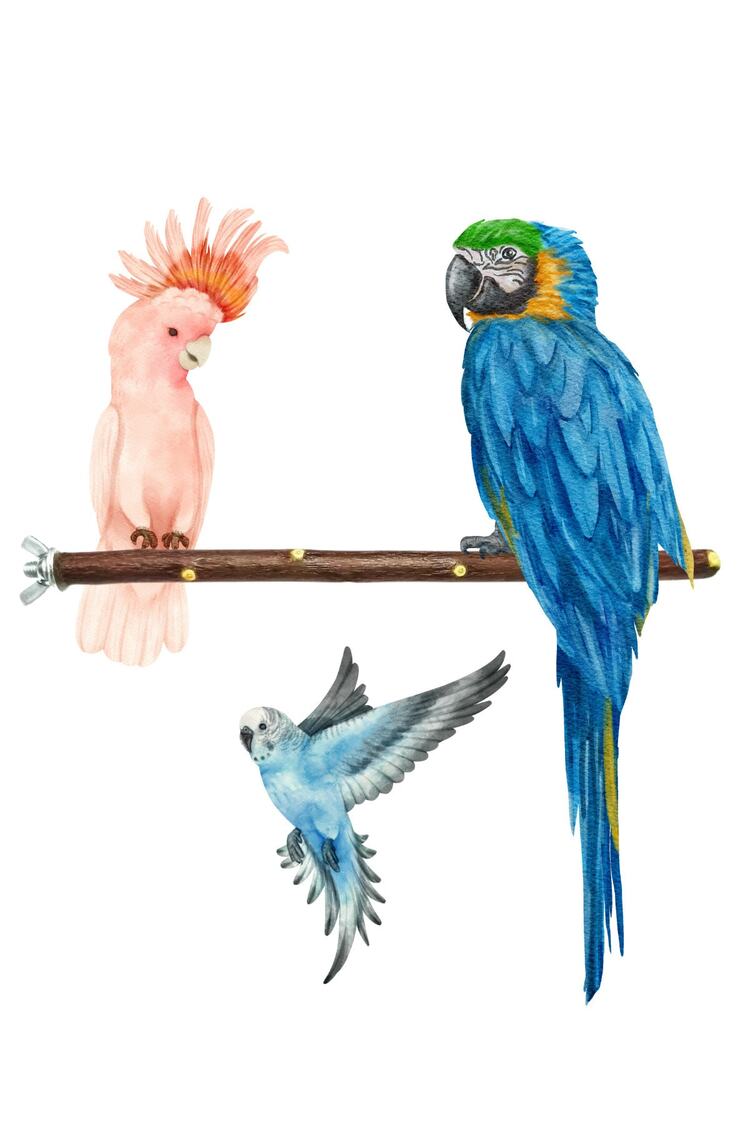 Doğal Dal Kuş Tüneği 22 Cm