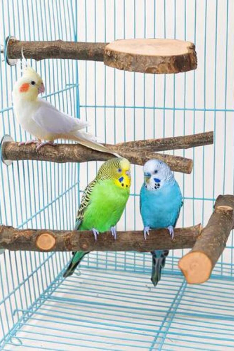 3'lü Paket Apple Ahşap Kuş Levrek Kafesi, Doğal Ahşap Papağan Tüneği