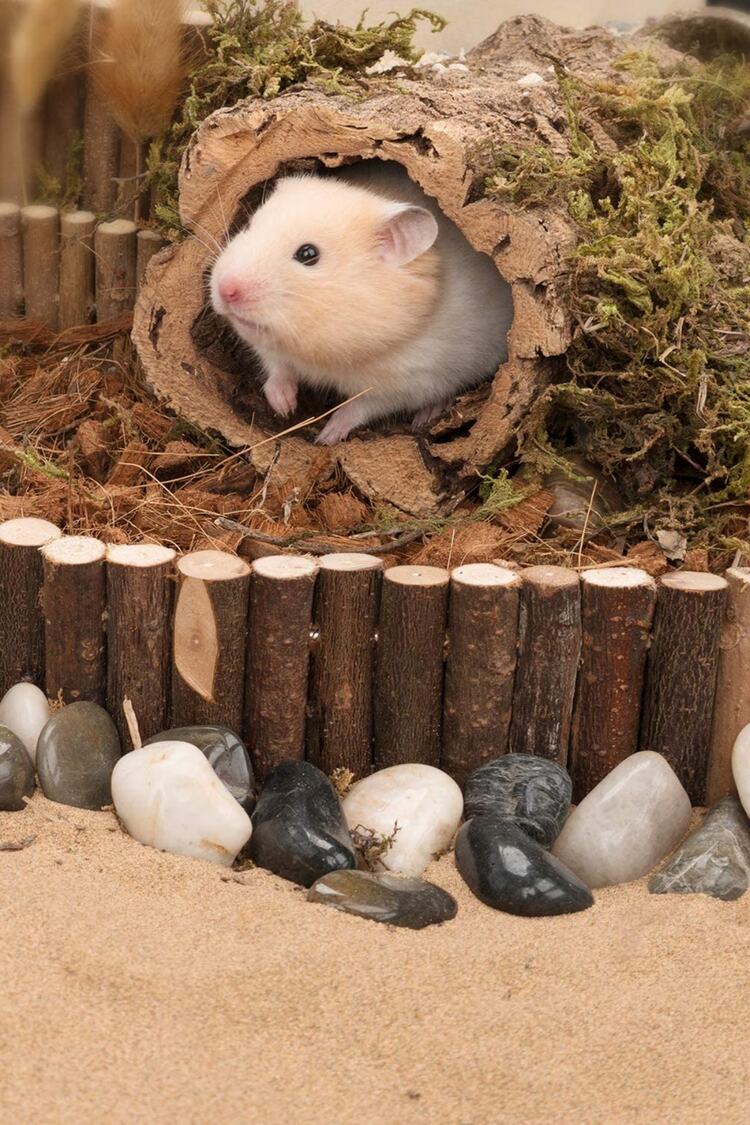 Hamsterler Için Asma Köprü, Küçük Evcil Hayvan Merdiveni, Eğlence Yolu