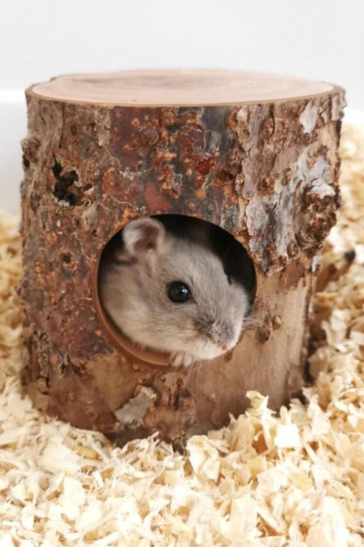 Hamster Elma Ağacı, Ağaç Deliği Kaçış Yuvası, Delik Ahşap Iskele Peyzaj