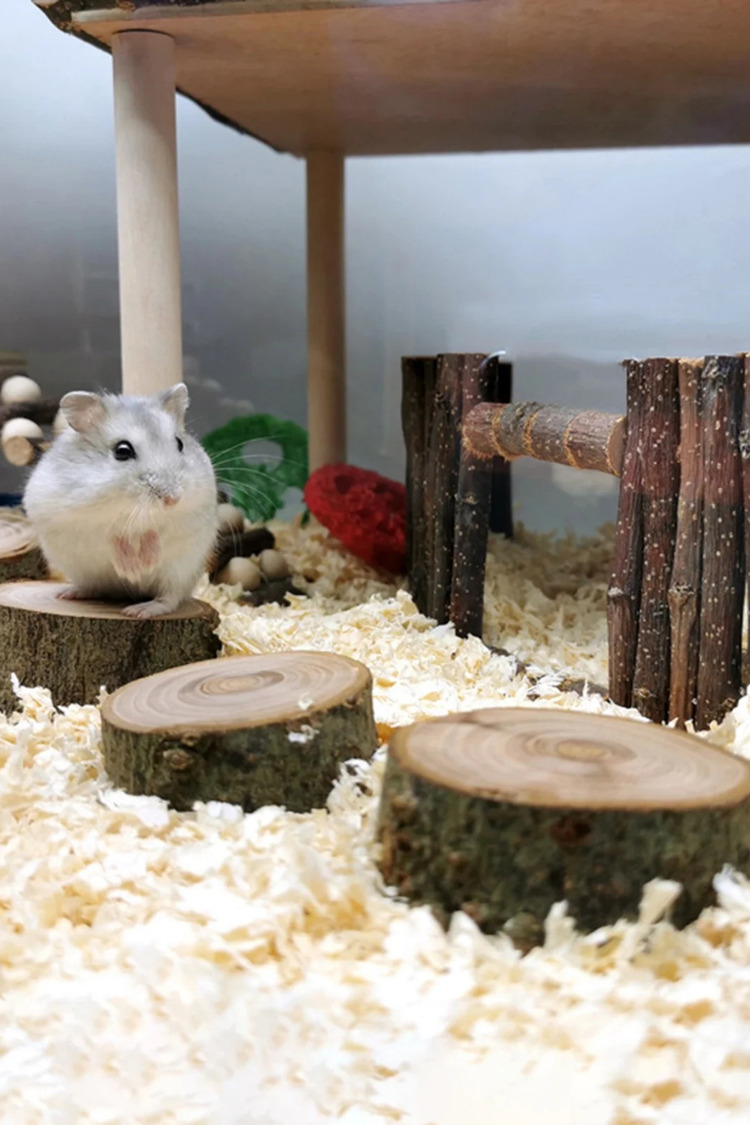 Doğal Ahşap Hamster Platformu – 3 Adet, 3 cm Yükseklik, 5 cm Çap, Dayanıklı ve Güvenli