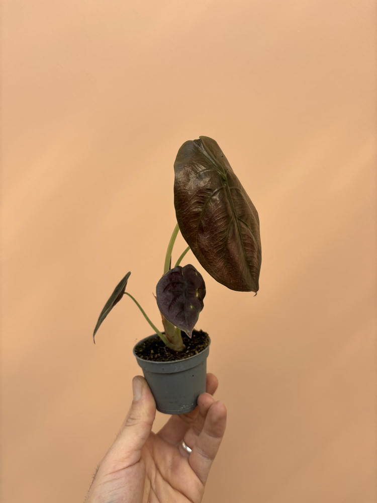 Mini Alocasia Cuprea 'Red Secret'
