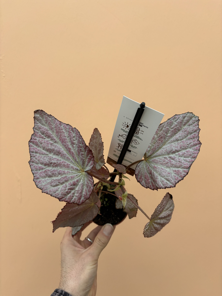 Begonia Two Face