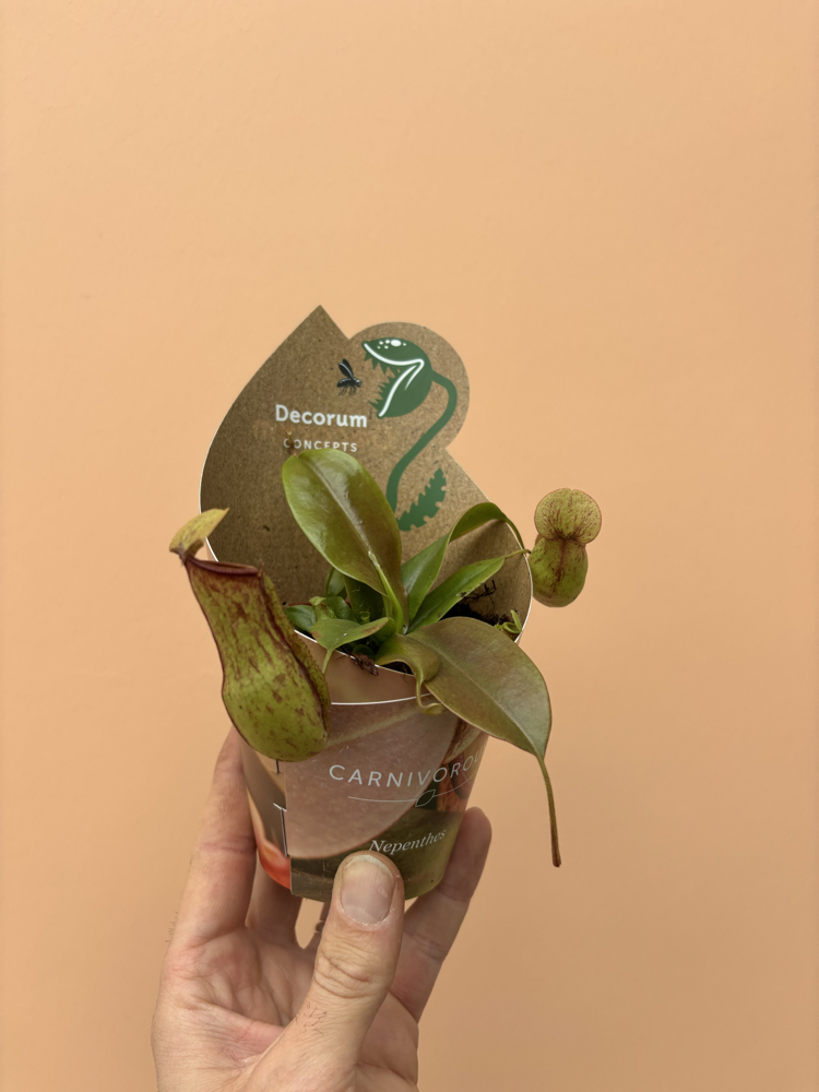 Nepenthes Hookeriana 
