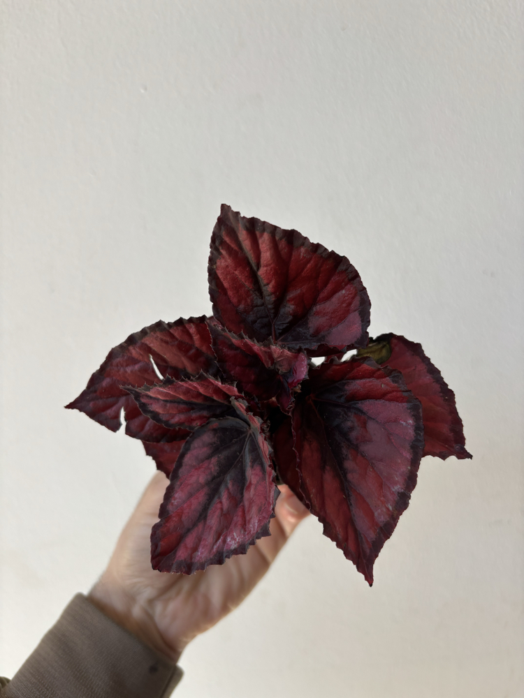 Mini Begonia Rex ‘Red Kiss’