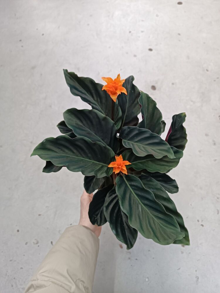 Calathea Crocata