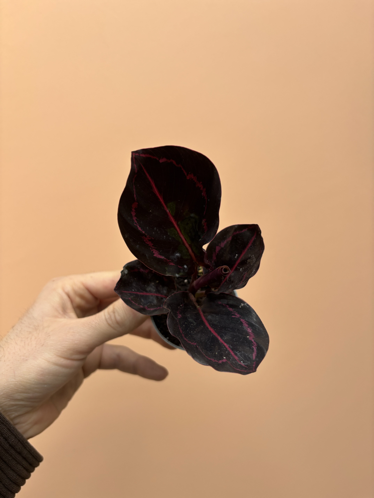 Mini Calathea Roseopicta Dottie