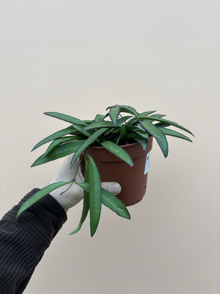 Hoya Wayetti