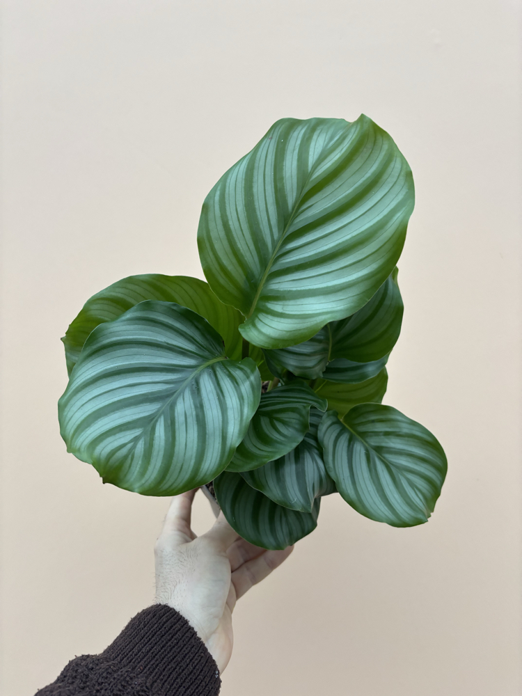 Calathea Orbifolia