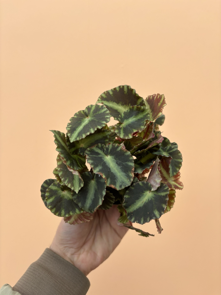 Begonia Cleopatra