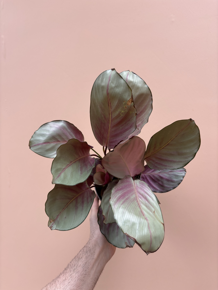 Calathea 'Silver Plate'