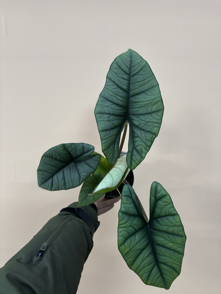 Alocasia Platinium