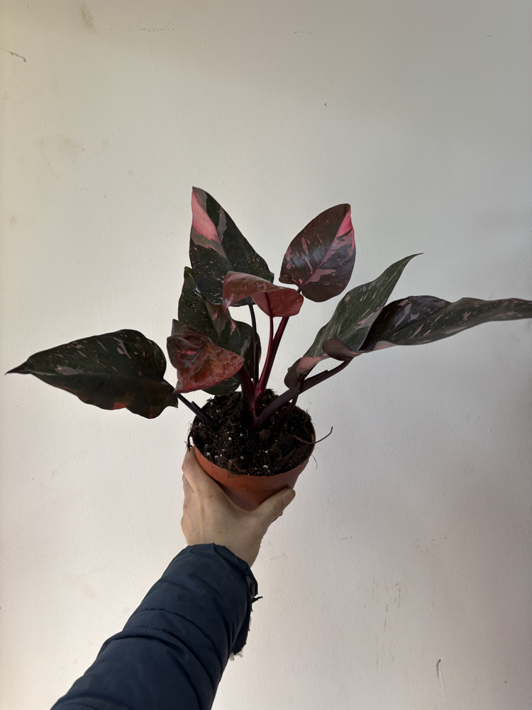 Philodendron Pink Prenses Marble