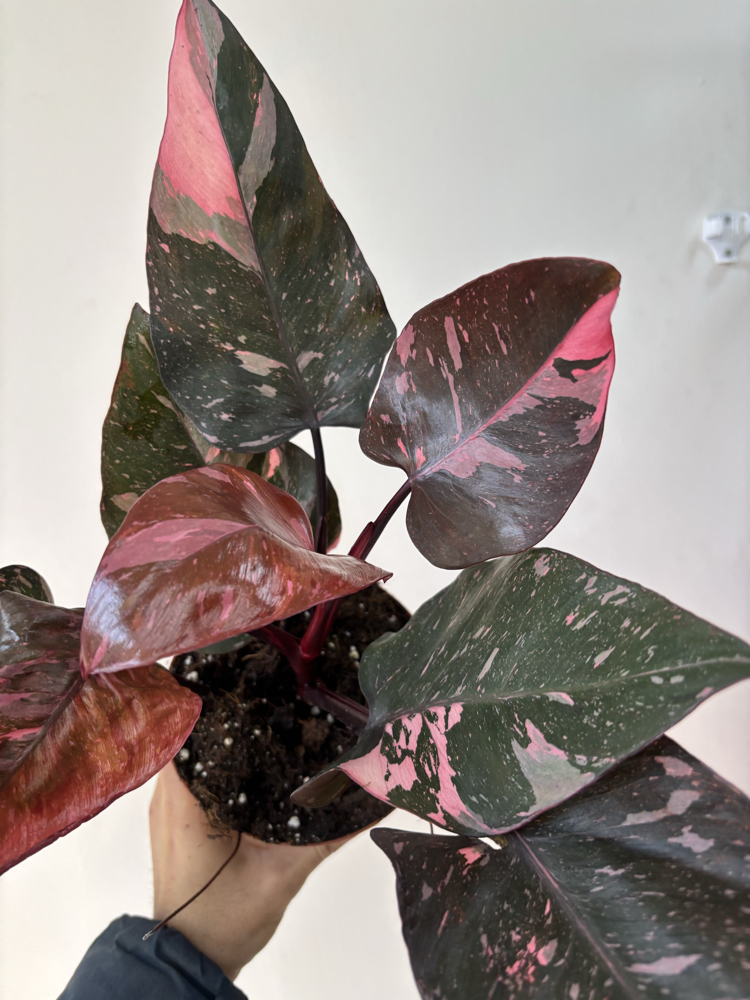 Philodendron Pink Prenses Marble