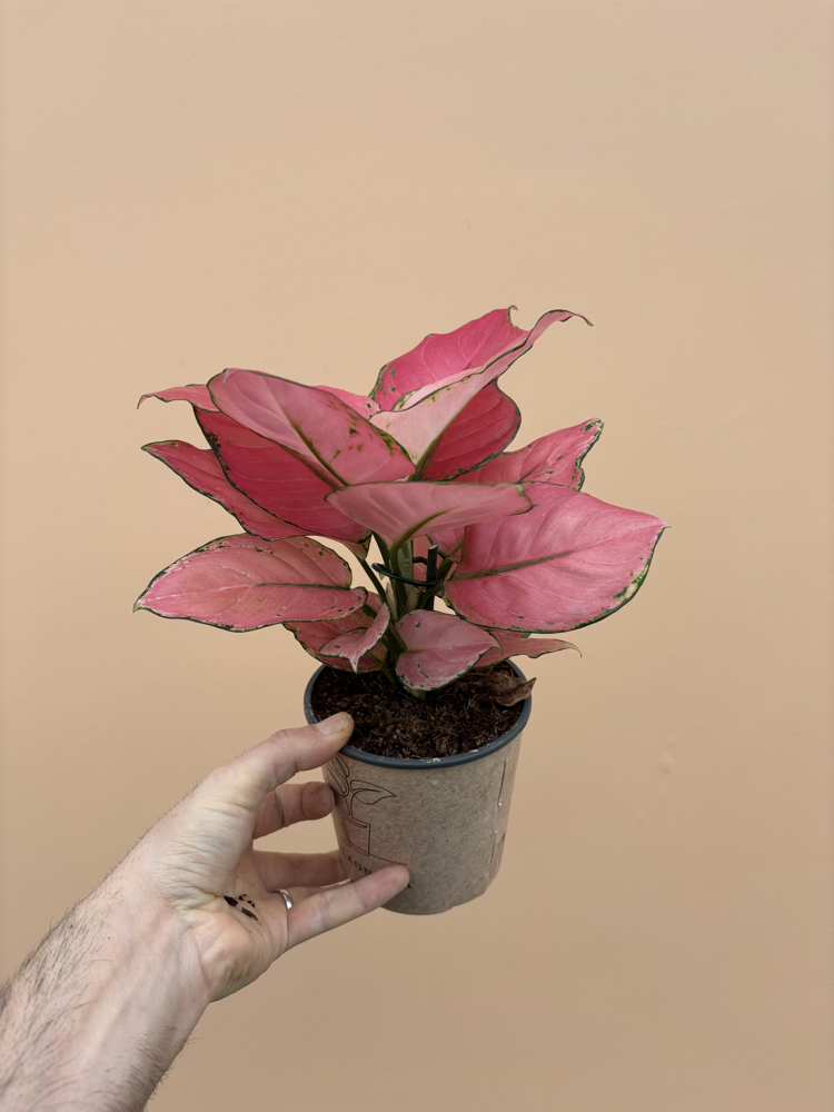 Aglaonema Pink Star 