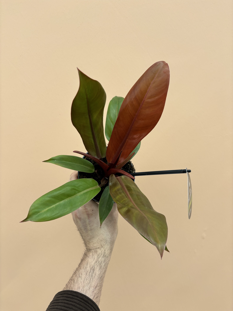 Philodendron Cherry Red 