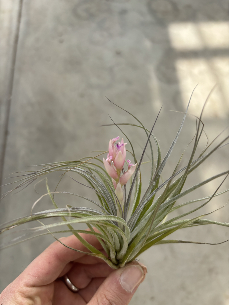 Tillandsia houston cotton candy