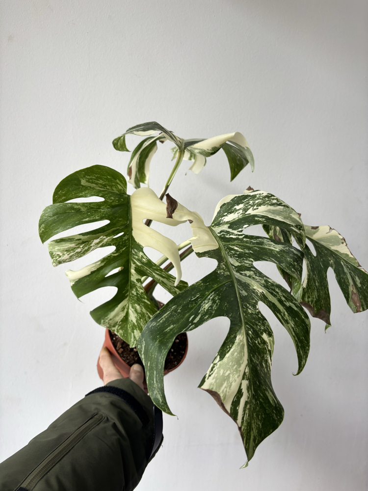 Monstera Deliciosa Albo Variegata 