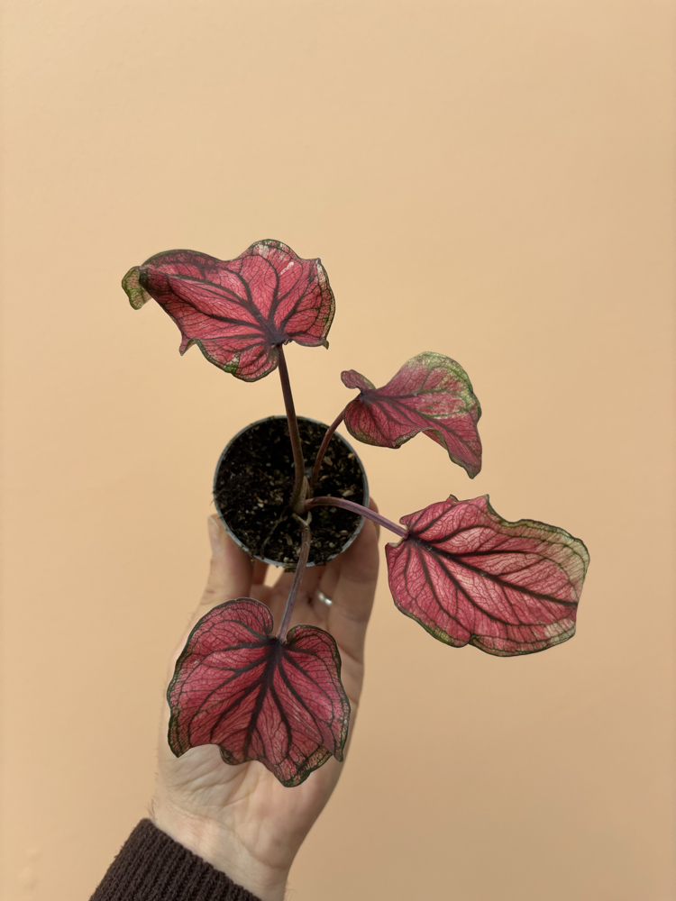 Mini Caladium