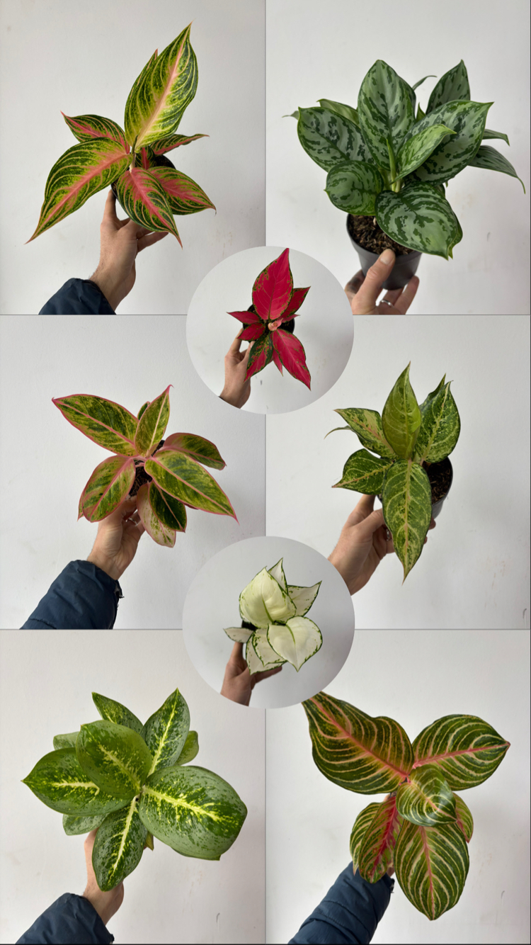 8’li Aglaonema Seti 