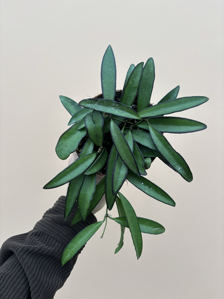 Hoya Wayetti