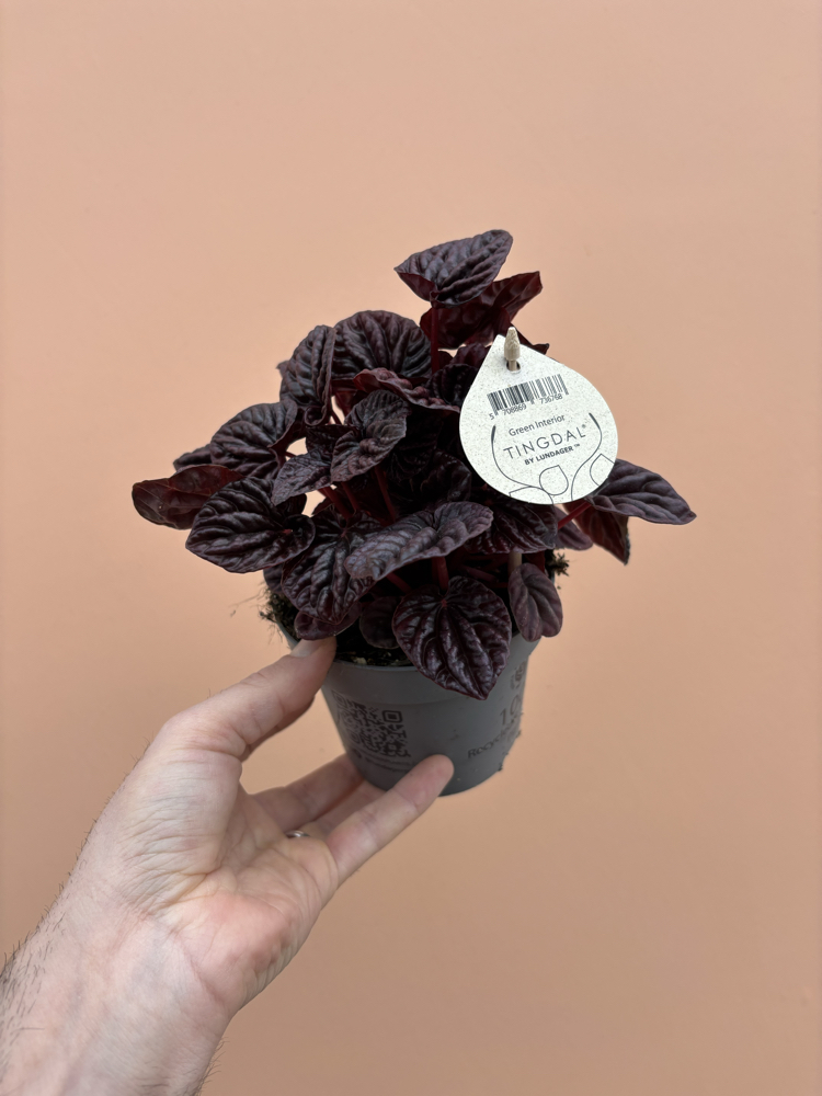 Peperomia Red Luna