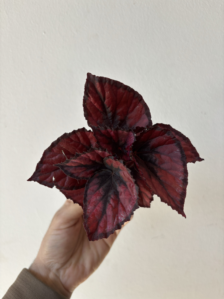 Mini Begonia Rex ‘Red Kiss’