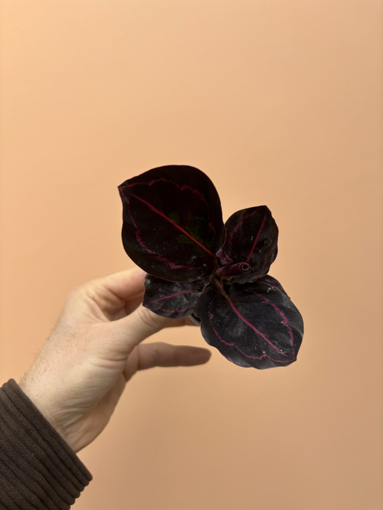 Mini Calathea Roseopicta Dottie