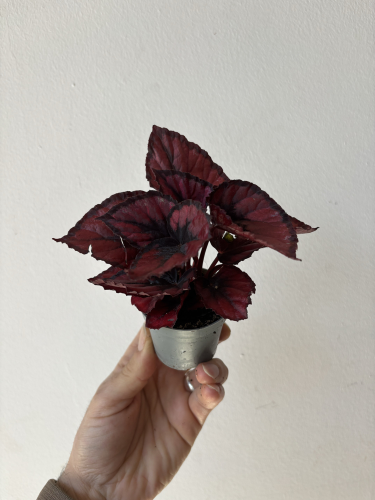 Mini Begonia Rex ‘Red Kiss’