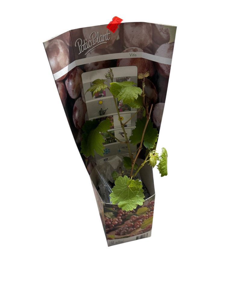Vitis - Kırmızı üzüm fidanı