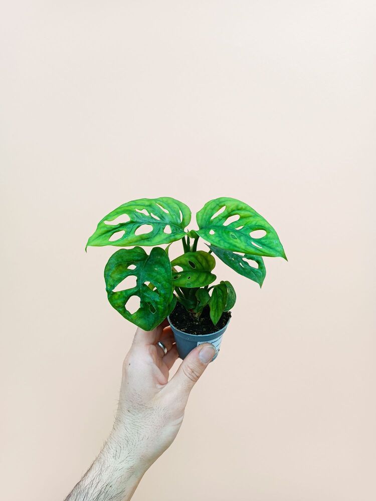Mini Monstera Adansonii 