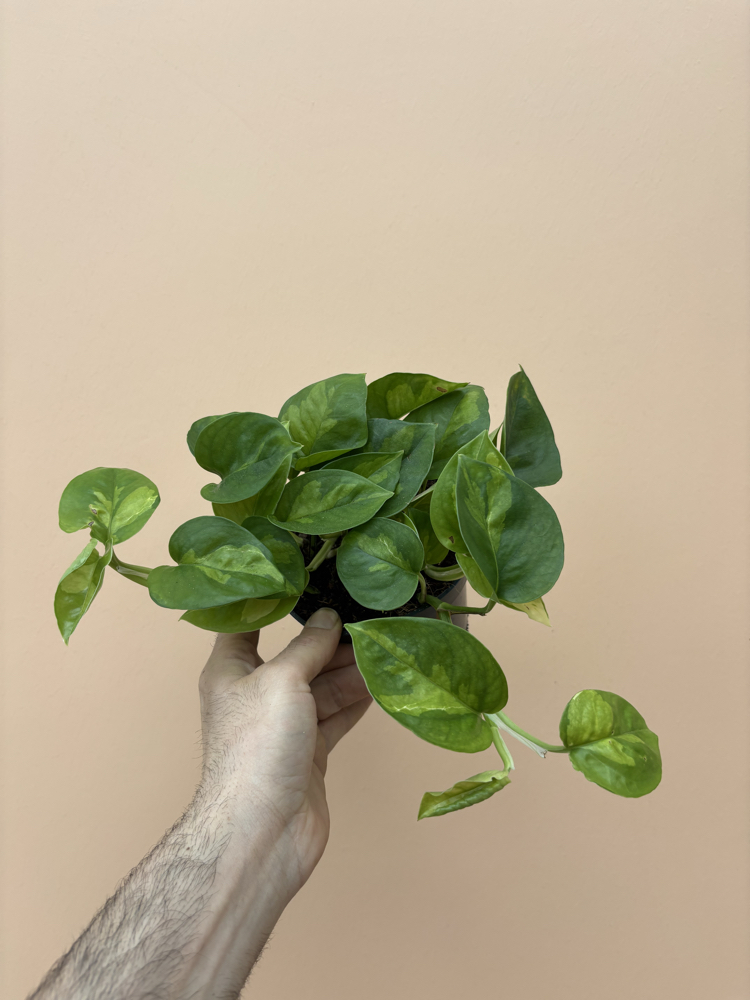 Epipremnum global Green
