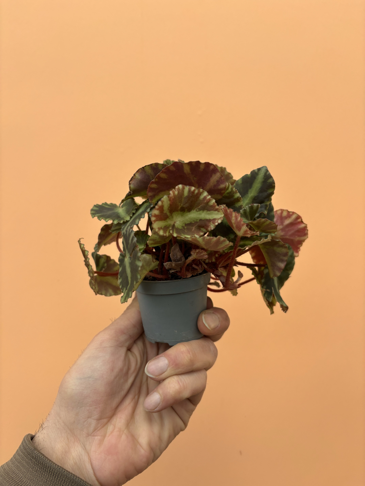 Begonia Cleopatra