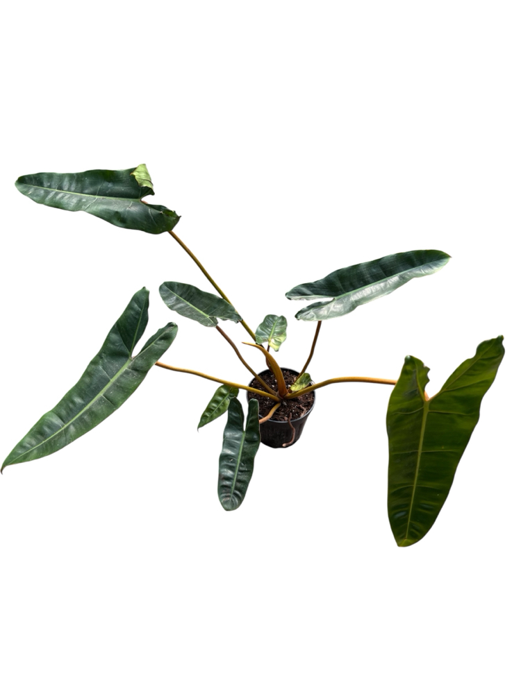Büyük Philodendron Billiaite 