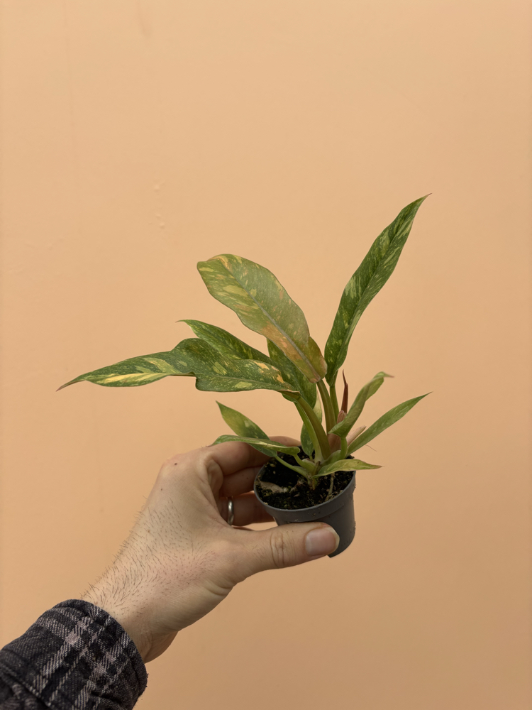 Philodendron Ring of fire variegata 