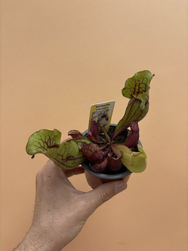  Sarracenia Purpurea Venosa