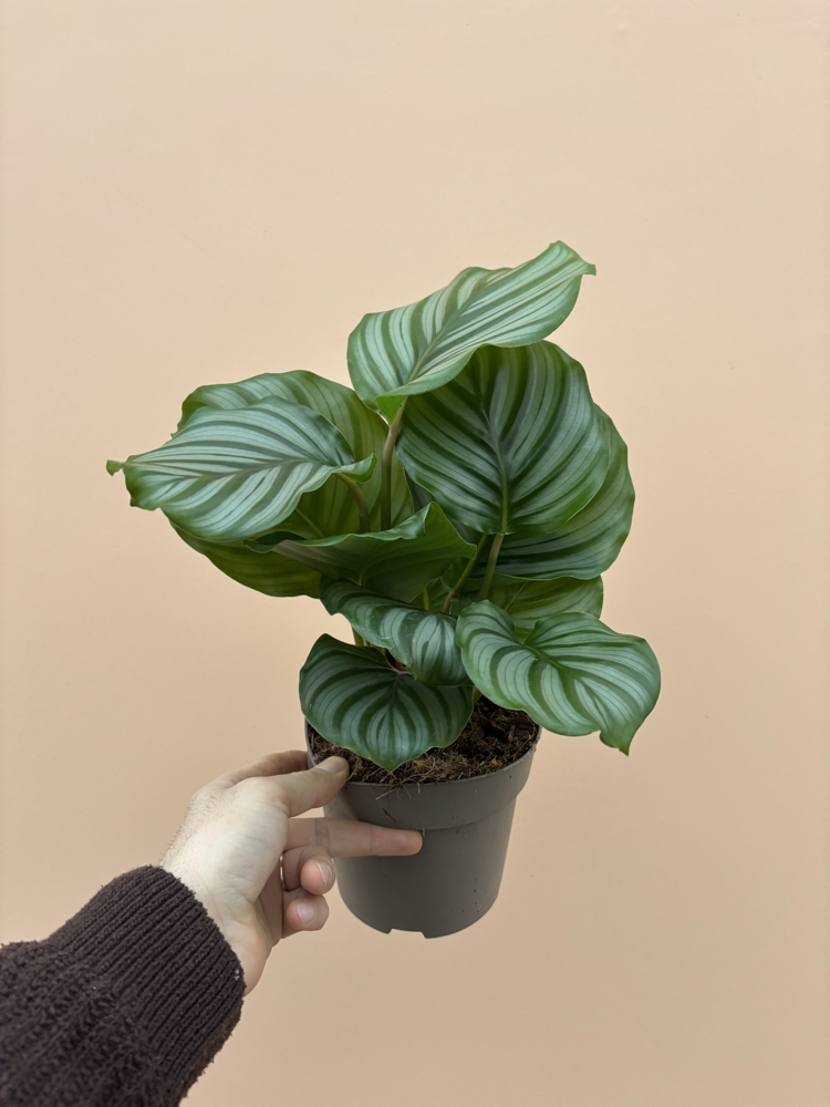 Calathea Orbifolia
