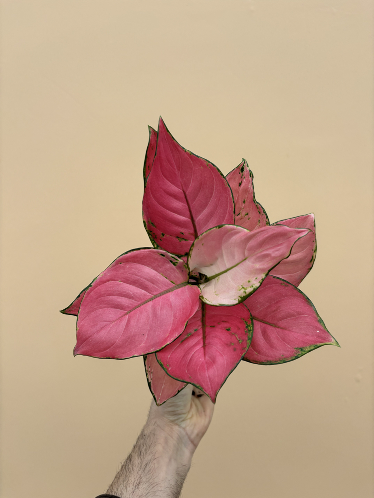 Aglaonema Pink Star 