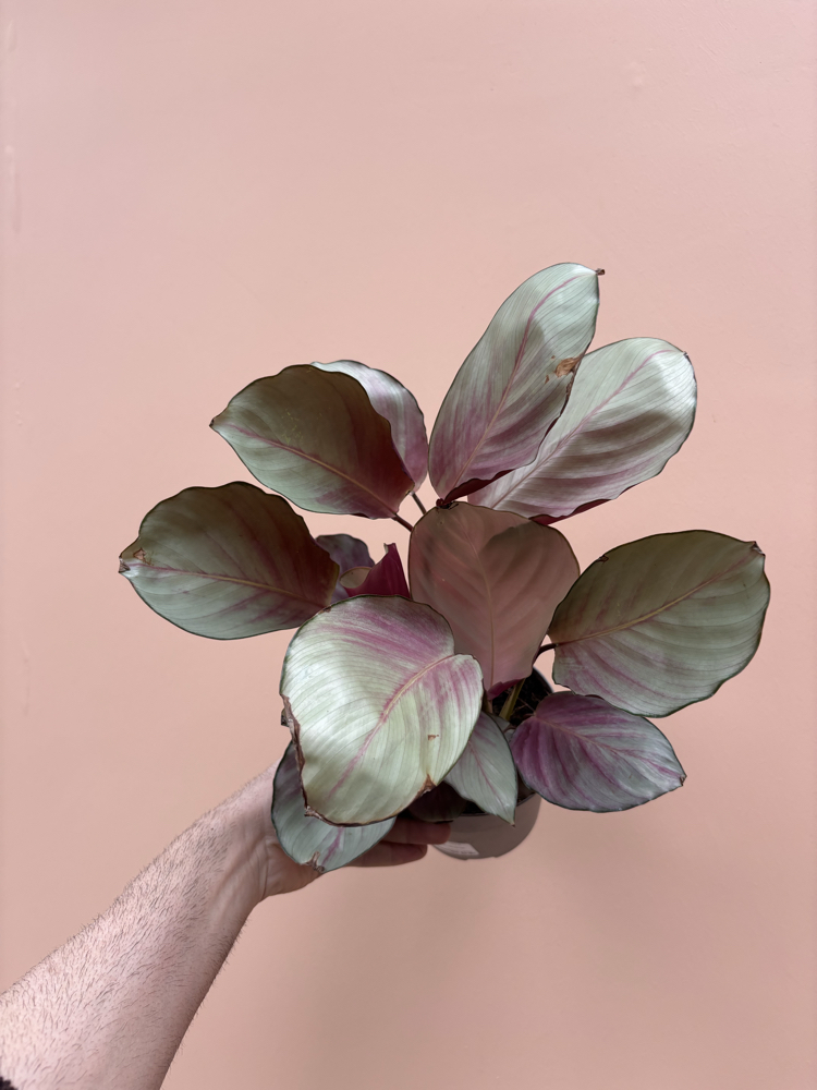 Calathea 'Silver Plate'
